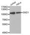 Staphylococcal Nuclease And Tudor Domain Containing 1 antibody, PA5-76889, Invitrogen Antibodies, Western Blot image 