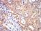Keratin 10 antibody, NBP2-61736, Novus Biologicals, Immunohistochemistry paraffin image 