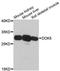 Docking Protein 5 antibody, A13726, ABclonal Technology, Western Blot image 