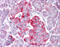 Signal Transducer And Activator Of Transcription 1 antibody, ARP38933_P050, Aviva Systems Biology, Immunohistochemistry frozen image 