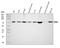 Heat Shock Protein Family A (Hsp70) Member 6 antibody, A05402-3, Boster Biological Technology, Western Blot image 