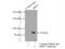 Bardet-Biedl Syndrome 7 antibody, 18961-1-AP, Proteintech Group, Immunoprecipitation image 