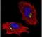 Golgi Membrane Protein 1 antibody, PA5-30622, Invitrogen Antibodies, Immunofluorescence image 