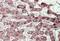 Sterol Carrier Protein 2 antibody, MBS421938, MyBioSource, Immunohistochemistry frozen image 