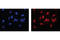 Heat Shock Transcription Factor 1 antibody, 4356S, Cell Signaling Technology, Immunofluorescence image 