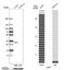 Phospholysine Phosphohistidine Inorganic Pyrophosphate Phosphatase antibody, PA5-52661, Invitrogen Antibodies, Western Blot image 