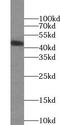 Ubiquitin Specific Peptidase 12 antibody, FNab09307, FineTest, Western Blot image 