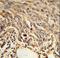 Eukaryotic Translation Initiation Factor 4A2 antibody, LS-C167695, Lifespan Biosciences, Immunohistochemistry frozen image 