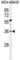 Forkhead Box E3 antibody, abx026634, Abbexa, Western Blot image 