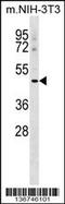 Macrophage Scavenger Receptor 1 antibody, 58-866, ProSci, Western Blot image 