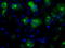 Lipase G, Endothelial Type antibody, TA501024, Origene, Immunofluorescence image 