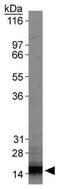 Baculoviral IAP Repeat Containing 5 antibody, GTX24470, GeneTex, Western Blot image 