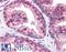 Golgi Phosphoprotein 3 antibody, LS-B5044, Lifespan Biosciences, Immunohistochemistry paraffin image 