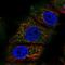 Rabaptin, RAB GTPase Binding Effector Protein 2 antibody, NBP2-13195, Novus Biologicals, Immunofluorescence image 