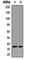 Uncoupling Protein 3 antibody, abx133113, Abbexa, Western Blot image 