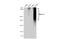 Mucin 4, Cell Surface Associated antibody, GTX135631, GeneTex, Western Blot image 