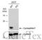 Peptidylprolyl Isomerase F antibody, GTX117951, GeneTex, Western Blot image 