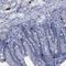 C16orf95 antibody, NBP1-91131, Novus Biologicals, Immunohistochemistry frozen image 