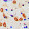 Synaptotagmin 1 antibody, LS-C358873, Lifespan Biosciences, Immunohistochemistry paraffin image 