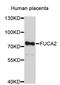 Alpha-L-Fucosidase 2 antibody, STJ26498, St John