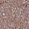 Clarin 2 antibody, HPA042407, Atlas Antibodies, Immunohistochemistry paraffin image 