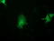 Activating Signal Cointegrator 1 Complex Subunit 2 antibody, TA502806, Origene, Immunofluorescence image 
