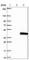 Centromere Protein L antibody, HPA044520, Atlas Antibodies, Western Blot image 