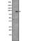 Cyclin T1 antibody, abx146705, Abbexa, Western Blot image 