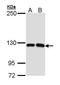 MCF.2 Cell Line Derived Transforming Sequence Like antibody, GTX112306, GeneTex, Western Blot image 