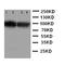 SID1 Transmembrane Family Member 1 antibody, LS-C313232, Lifespan Biosciences, Western Blot image 