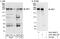 GBF1 antibody, A301-963A, Bethyl Labs, Western Blot image 