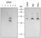TNF Receptor Associated Factor 4 antibody, PA5-47473, Invitrogen Antibodies, Western Blot image 