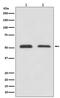 ATF4 antibody, M00371, Boster Biological Technology, Western Blot image 