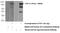 Raf-1 Proto-Oncogene, Serine/Threonine Kinase antibody, 51140-1-AP, Proteintech Group, Western Blot image 