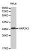 Mitogen-Activated Protein Kinase Kinase 3 antibody, MBS125812, MyBioSource, Western Blot image 