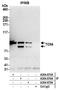 TOX high mobility group box family member 4 antibody, A304-874A, Bethyl Labs, Immunoprecipitation image 