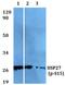 Heat Shock Protein Family B (Small) Member 1 antibody, A00676S15, Boster Biological Technology, Western Blot image 
