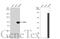 Villin 1 antibody, GTX109940, GeneTex, Western Blot image 