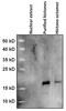 Histone Cluster 1 H2B Family Member J antibody, PA5-24220, Invitrogen Antibodies, Western Blot image 