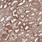 Thrombospondin Type 1 Domain Containing 7B antibody, NBP2-14736, Novus Biologicals, Immunohistochemistry paraffin image 