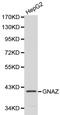 G Protein Subunit Alpha Z antibody, LS-C192338, Lifespan Biosciences, Western Blot image 