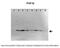 PHD Finger Protein 19 antibody, 26-517, ProSci, Western Blot image 