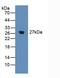 Stromal Cell Derived Factor 4 antibody, MBS2004091, MyBioSource, Western Blot image 