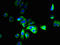 Solute Carrier Family 12 Member 9 antibody, LS-C379422, Lifespan Biosciences, Immunofluorescence image 