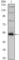 FOXP3 antibody, abx010805, Abbexa, Western Blot image 