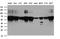 BCL2 Interacting Protein Like antibody, LS-C791991, Lifespan Biosciences, Western Blot image 