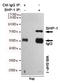 Protein Tyrosine Phosphatase Non-Receptor Type 6 antibody, STJ99278, St John