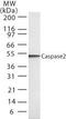Caspase 2 antibody, MA1-41315, Invitrogen Antibodies, Western Blot image 