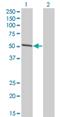 Interferon Regulatory Factor 4 antibody, H00003662-M10, Novus Biologicals, Western Blot image 