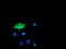 Microtubule Associated Monooxygenase, Calponin And LIM Domain Containing 1 antibody, TA501894, Origene, Immunofluorescence image 